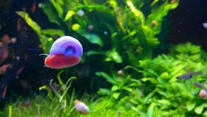 Freshwater Aquarium Snails: Best Species and Care Guide 2026