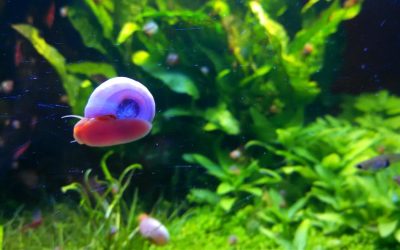 Freshwater Aquarium Snails: Best Species and Care Guide 2026