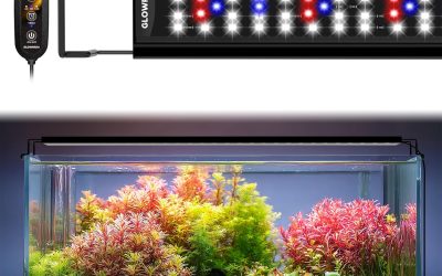 Freshwater Planted Aquarium: Setup Guide and Best Products 2026