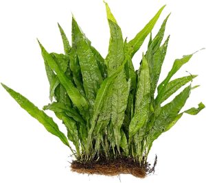 Java Fern Plant: Care Guide and Where to Buy 2026