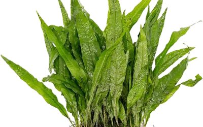 Java Fern Plant: Care Guide and Where to Buy 2026