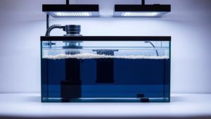 Best Aquarium Protein Skimmer for Saltwater Tanks