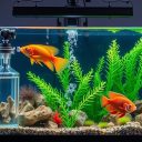 Aquarium Water Hardness Explained: GH, KH, and How to Adjust Them