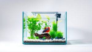 Best 3 Gallon Fish Tank For Betta 2026