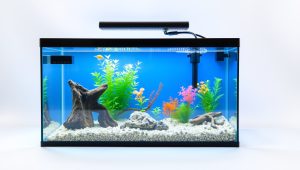 Best Aquarium Filter For 20 Gallon Tank 2026