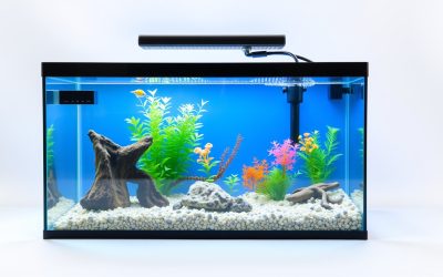 Best Aquarium Filter For 20 Gallon Tank 2026