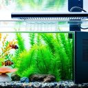 Best Aquarium Heater 2026: Complete Buyers Guide