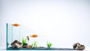 Best Background For Aquarium 2026