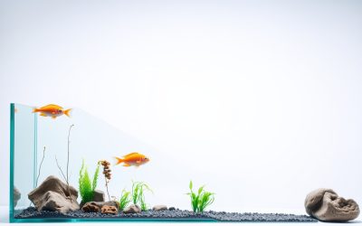 Best Background For Aquarium 2026