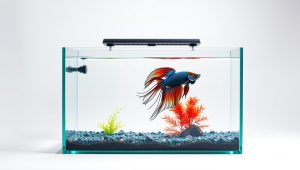 Best Betta Fish Tank With Divider 2026
