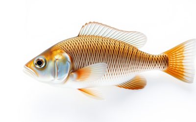 Best Cleaner Fish For Fish Tank 2026