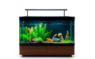 Best Corner Fish Tank On Stand 2026