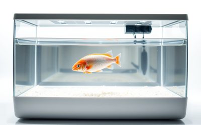 Best Fish Breeding Box 2026