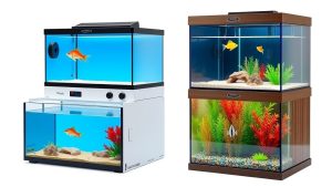 Best Fish Breeding Boxes and Breeder Tanks: Protect Your Fry