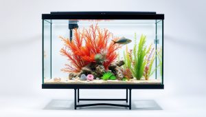 Best Fish Tank On Stand 2026