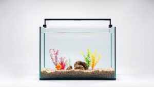 Best Fish Tank With Divider 2026