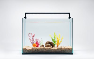 Best Fish Tank With Divider 2026