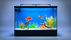Best Fish Tank With Stand Large 2026
