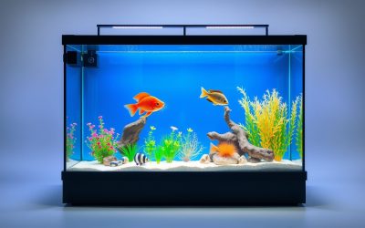 Best Fish Tank With Stand Large 2026