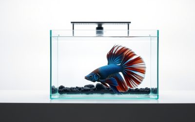 Best Good Tank For Betta Fish 2026