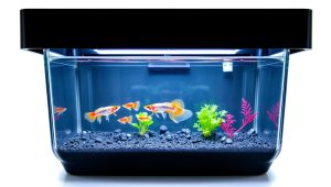 Best Guppy Fish Breeding Box 2026