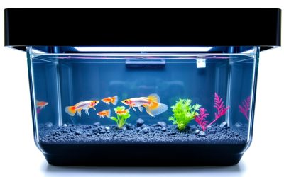 Best Guppy Fish Breeding Box 2026