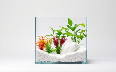 Best Plants For Betta Fish Tank 2026