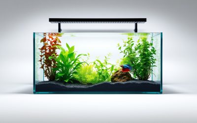 Best Real Plants For Betta Fish Tank 2026