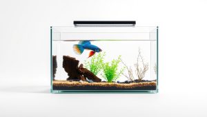 Best Smallest Tank For Betta Fish 2026