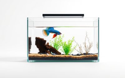 Best Smallest Tank For Betta Fish 2026