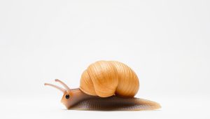 Best Snail For Betta Fish Tank 2026