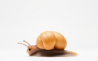 Best Snail For Betta Fish Tank 2026