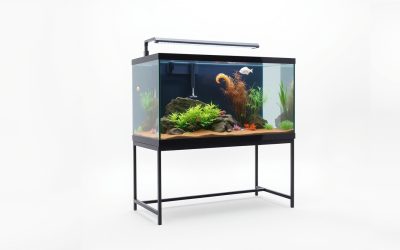 Best Stand For 20 Gallon Fish Tank 2026