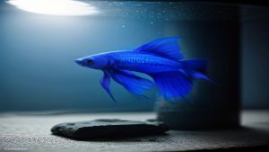 Best Tank Accessories For Betta Fish 2026