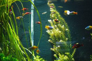 Aquarium Setup for Beginners: A Step-by-Step Guide