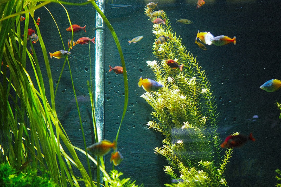 Aquarium Setup for Beginners: A Step-by-Step Guide