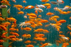 Why Is My Aquarium Water Cloudy? 6 Causes and Fixes