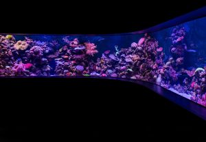 How Often Should You Change Aquarium Water?