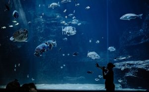 The Aquarium Nitrogen Cycle Explained for Beginners