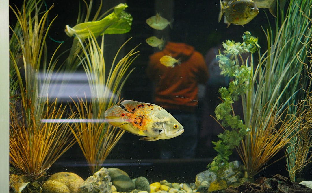 How Many Fish Can You Put in a Tank?