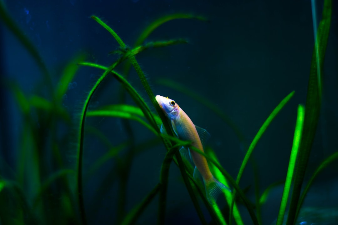 Why Are My Fish Dying? Common Causes and Solutions