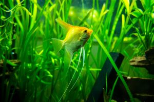 How to Get Rid of Algae in a Fish Tank