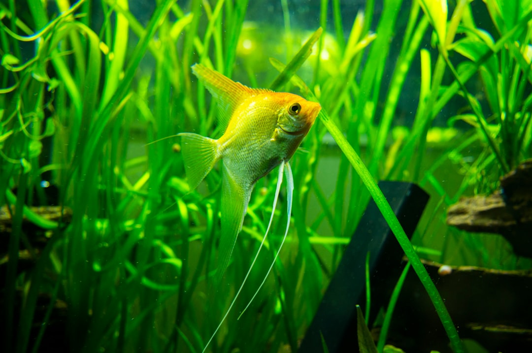 How to Get Rid of Algae in a Fish Tank