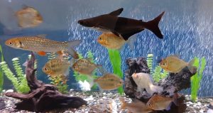 Freshwater vs Saltwater Aquarium: Which Should You Start?