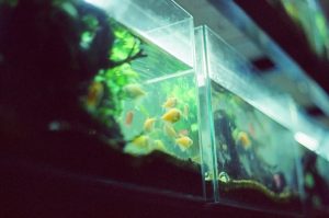 How to Cycle a New Fish Tank (Fast and Safe)