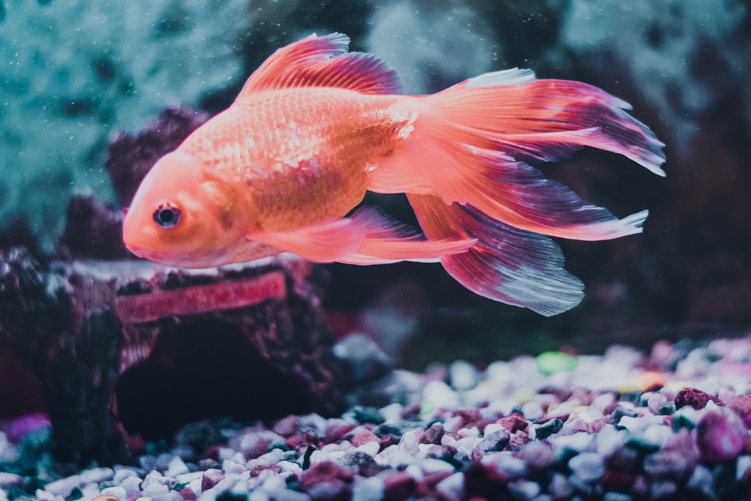 How to Lower Nitrates in an Aquarium