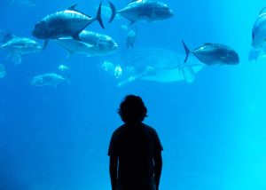 How to Acclimate New Fish: Float and Drip Methods Explained