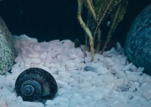 Why Is My Fish Gasping at the Surface? Causes and Fixes