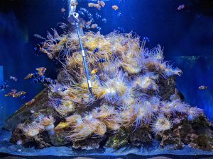 How to Clean a Fish Tank Without Killing Beneficial Bacteria