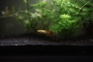 How to Lower Ammonia in Aquarium: Fast Fixes and Long-Term Control